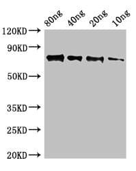 ACP 9, SAP9 Antibody