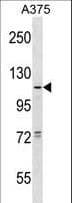 T1R1 / TAS1R1 Antibody (aa323-351)