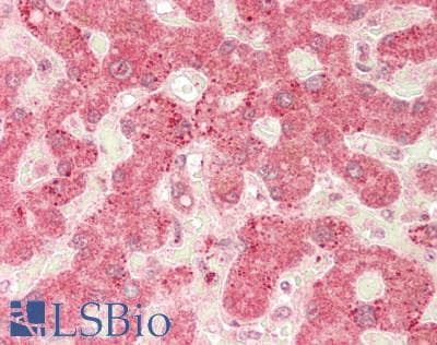 C1GALT1 Antibody (aa251-300)