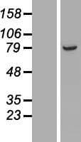 ARMC9 Protein (Over-Expression Lysate Myc-DDK (Flag))
