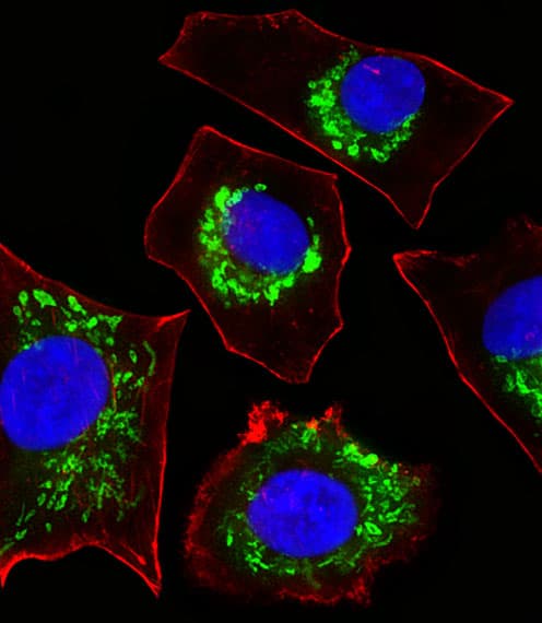 COXG / COX6B1 Antibody (aa8-22)