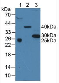 CD63 Antibody (aa103-203)