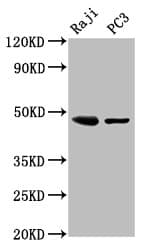 STRADB / ALS2CR2 Antibody