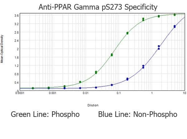 Polyclonal Rabbit anti-Human PPARG / PPAR Gamma Antibody (phospho-Ser273, IHC, WB)