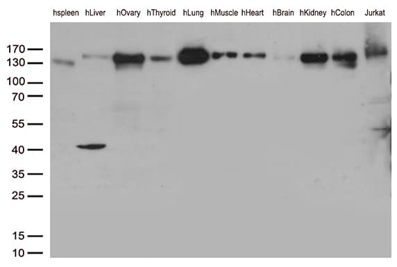 Monoclonal Mouse anti-Human PECAM-1 / CD31 Antibody (clone UMAB31, IHC, WB)