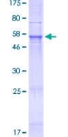 Human NHLRC3 Protein (Recombinant GST)