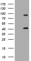 MAGEA9 Antibody (clone OTI1D8)