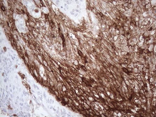 ANPEP / CD13 Antibody (aa668-967, clone OTI2E4)