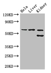 EHD2 Antibody