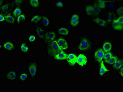 MS4A8 / MS4A8B Antibody