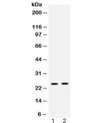 HMG2 / HMGB2 Antibody