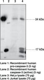 IHC-plus™ CASP3 / Caspase 3 Antibody (aa166-183)