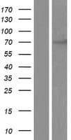 Human CHFR Protein (Over-Expression Lysate Myc-DDK (Flag))