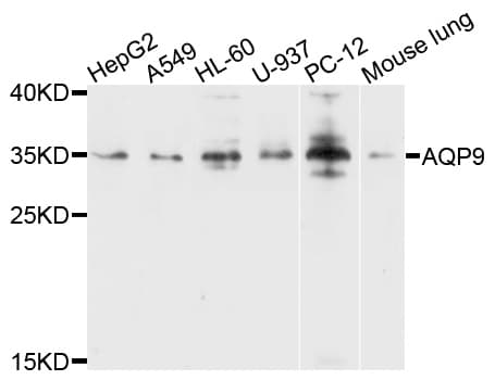 AQP9 / Aquaporin 9 Antibody