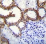 TMEM150B Antibody (aa13-41)