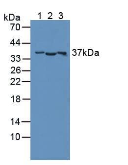 CD300C Antibody (aa21-183, APC)