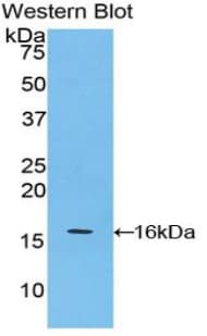 APOA4 Antibody (aa299-369)