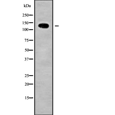 NUP133 Antibody