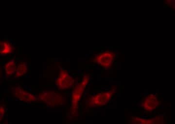 MRPL14 Antibody