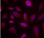Polyclonal Rabbit anti-Human ATF2 Antibody (IHC, IF, WB)