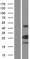 VMAC Protein (Over-Expression Lysate Myc-DDK (Flag))