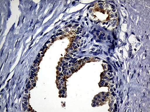 SYTL4 / Granuphilin Antibody (clone OTI3C8, Carrier-free)
