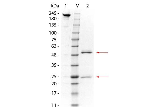 GSTO1 Antibody (clone 14A9.F6)