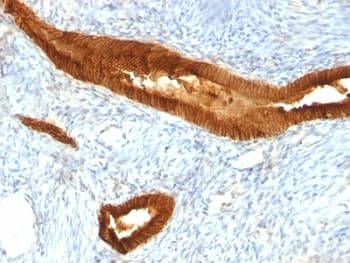 EPCAM Antibody (clone EGP40/837)