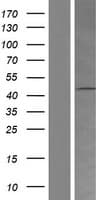 Human HRH4 / Histamine H4 Receptor Protein (Over-Expression Lysate Myc-DDK (Flag))