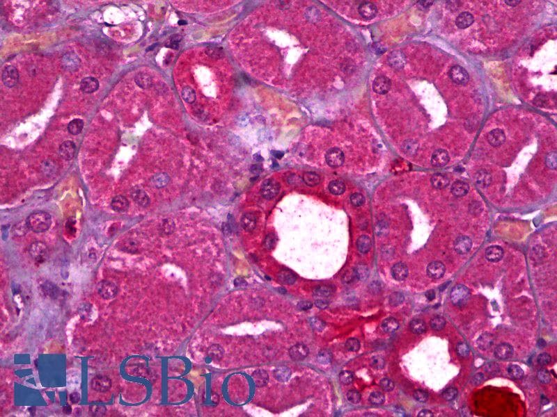 IHC-plus™ NOS3 / eNOS Antibody (aa597-611)