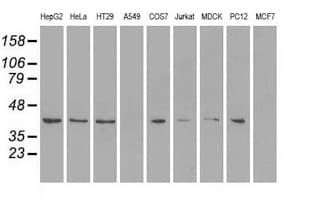 Monoclonal Mouse anti-Human MAPK1 / ERK2 Antibody (clone OTI7C9, IF, WB)