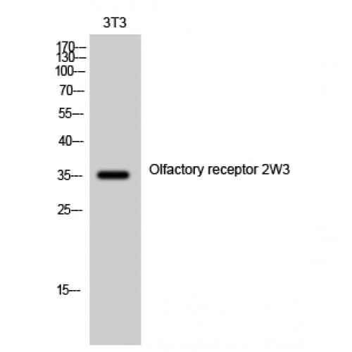 OR2W3 Antibody (110-190 aa, Internal)