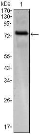 KLHL25 Antibody (clone 1B7)