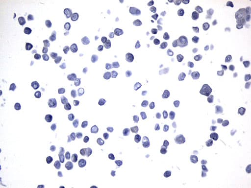 MAPT / Tau Antibody (aa623-758, clone UMAB239, Carrier-free)