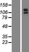 Human ENPEP / Aminopeptidase A Protein (Over-Expression Lysate Myc-DDK (Flag))