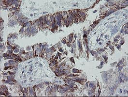 MRPS27 Antibody (clone OTI6E5)
