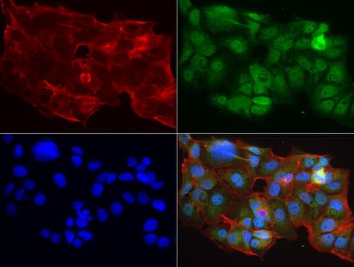 MRPS7 Antibody (aa38-242, clone UMAB156)