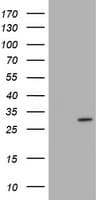 Monoclonal Mouse anti-Human TRAPPC4 / Synbindin Antibody (clone OTI1B10, WB)