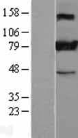 Human GOK / STIM1 Protein (Over-Expression Lysate Myc-DDK (Flag))