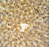 ANXA5 / Annexin V Antibody (aa1-30)