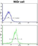 XPO1 / CRM1 Antibody (aa817-846)