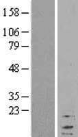 RPL37A Protein (Over-Expression Lysate Myc-DDK (Flag))