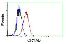 CRYAB / Alpha B Crystallin Antibody (clone OTI1G1)