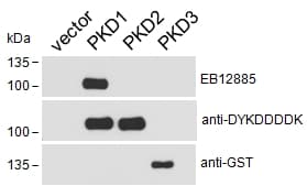 Polyclonal Goat anti-Human PRKD1 / PKC Mu Antibody (aa233-246, IHC, WB)