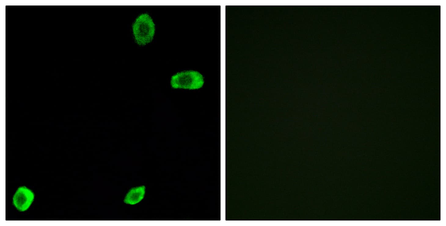 Polyclonal Rabbit anti-Human TAS2R39 Antibody (aa218-267, IF, WB)