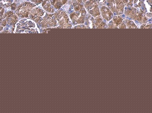 IGF2 Antibody (aa1-180)