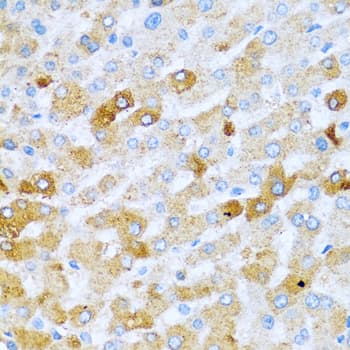 BMP2 Antibody