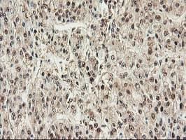PSMB4 Antibody (clone OTI2C9)