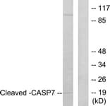 CASP7 / Caspase 7 Antibody (aa149-198)