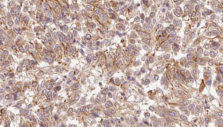 WNT6 Antibody